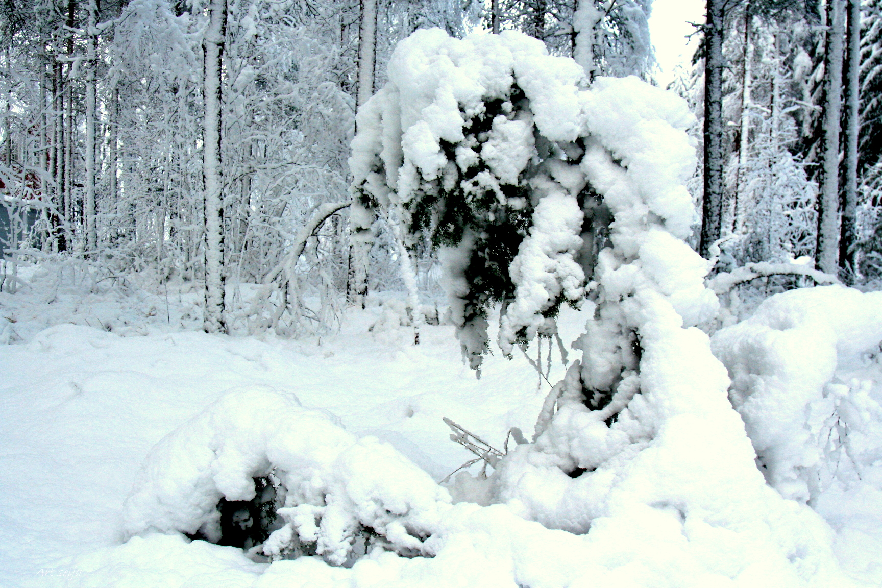 Raskasta lunta: Urjala marraskuu 2015